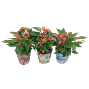 Anthurium XL.67 Trillions Red 14cm met zomerse flamingocover