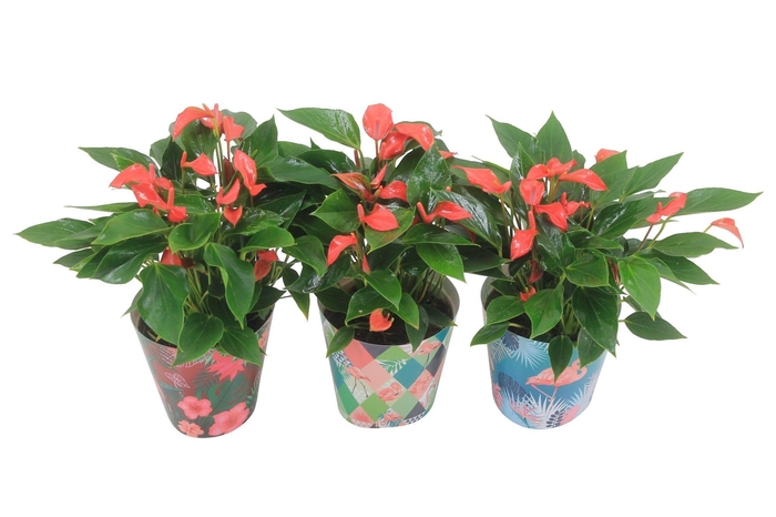 <h4>Anthurium XL.67 Trillions Red 14cm met zomerse flamingocover</h4>