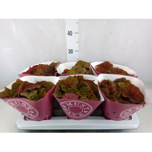 Begonia BD 'Kohala Red'