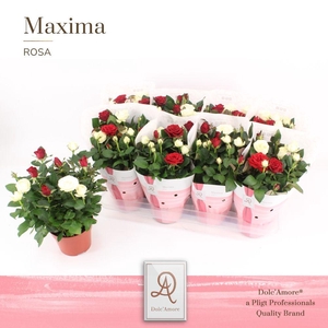Potroos DUO X-Mas P14 Dolc'Amore® Maxima
