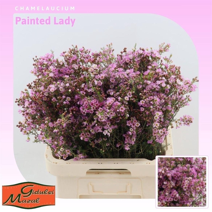 <h4>Chame Painted Lady</h4>