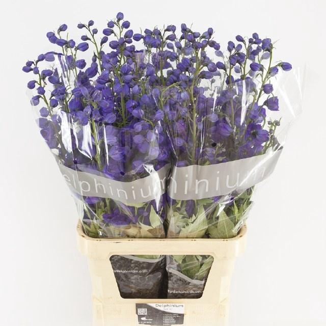 <h4>Delphinium Du Jewel</h4>