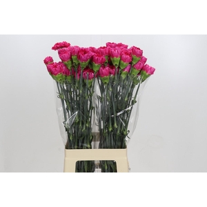 Dianthus St Bizet