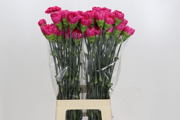 <h4>Dianthus St Bizet</h4>