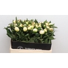 Paeonia Duchesse De Nemours