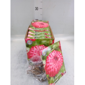 Dahlia   ...flowerbulbs