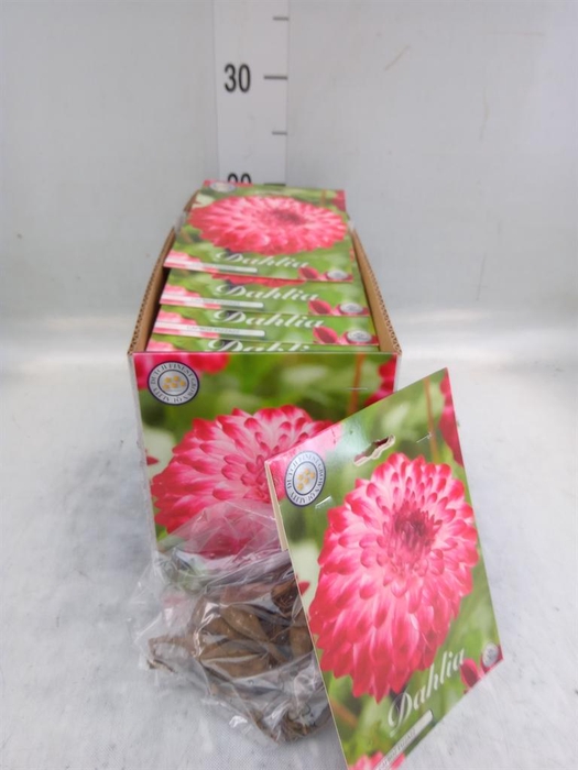 Dahlia   ...flowerbulbs