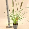 Pennisetum alopecuroides