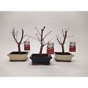 Acer Bonsai Mix 15 cm