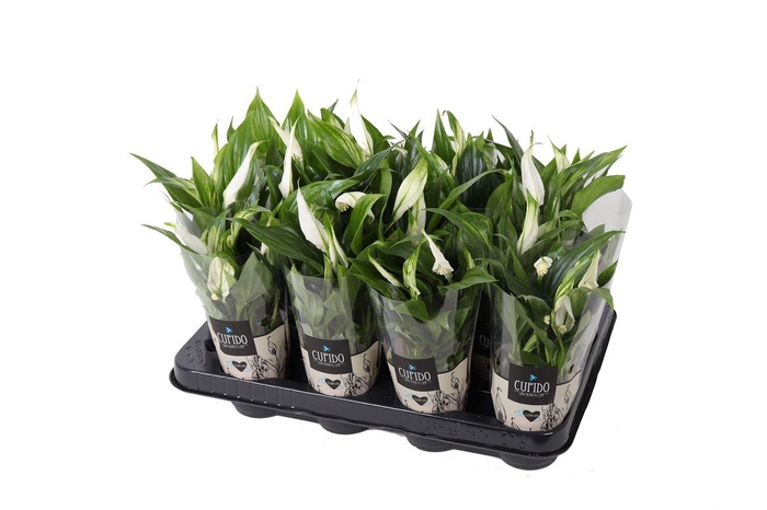 <h4>Spath Pearl Cupido</h4>