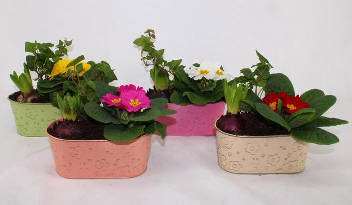 <h4>Arr Tuinplanten</h4>