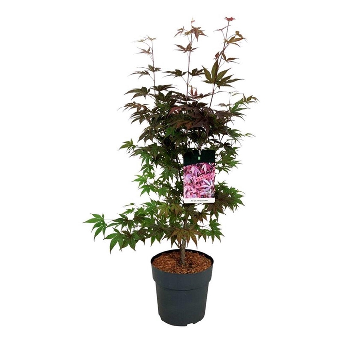 <h4>Acer pal. 'Atropurpureum'</h4>