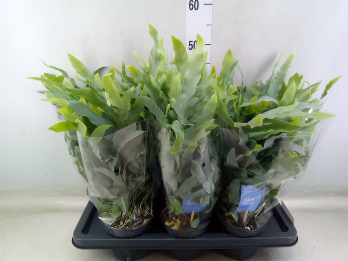 <h4>Phlebodium aureum 'Blue Star'</h4>