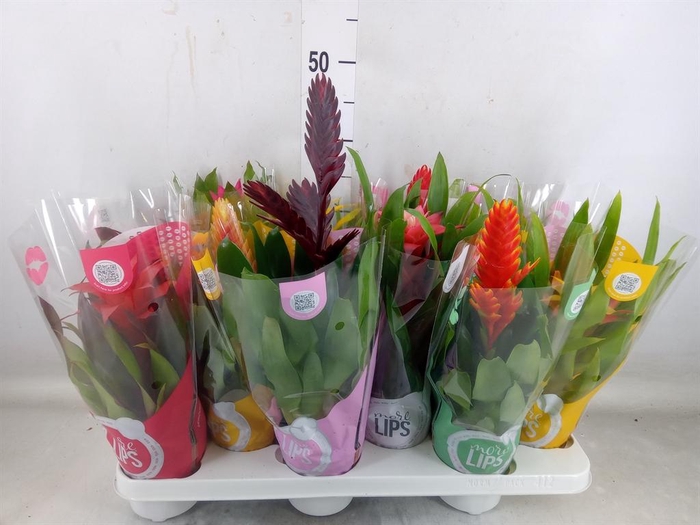 <h4>Bromelia   ...mix</h4>