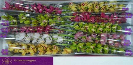 <h4>Cymb Mi Mixed</h4>