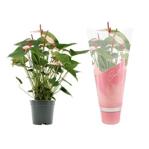 Anthurium 17 cm Amalia Elegance in Couture sleeve