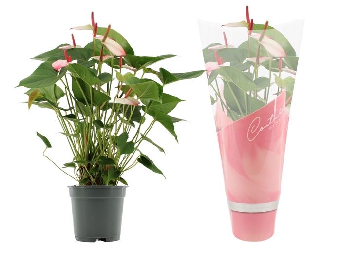 <h4>Anthurium 17 cm Amalia Elegance in Couture sleeve</h4>