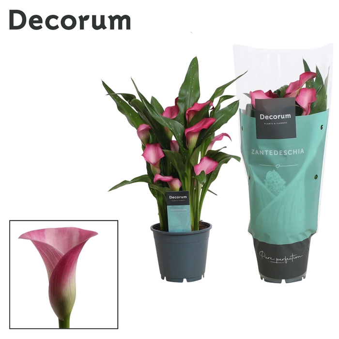 <h4>Zantedeschia (Calla) Roze (Decorum)</h4>