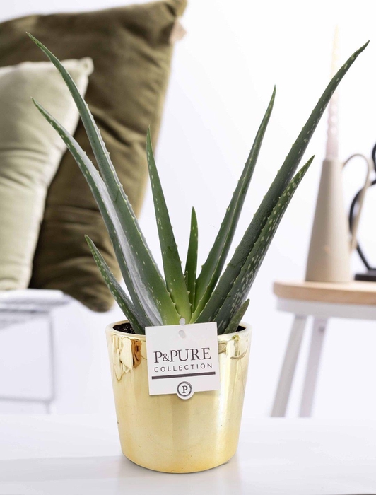 <h4>Aloe Vera in P&PURE ceramics Laryssa</h4>