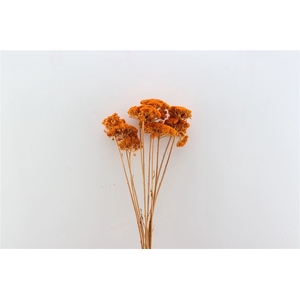 Dried Achillea Orange Bunch