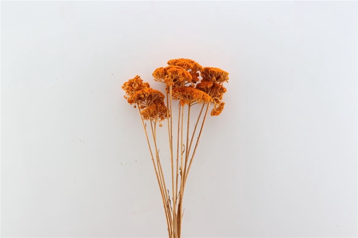 Dried Achillea Orange Bunch