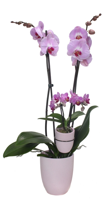 <h4>Hugo Silver Pink Phal Roze 2T+ Tiny Dolls 2T</h4>