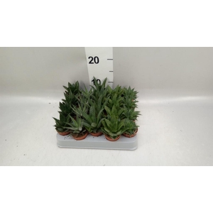 Aloe   ...mix