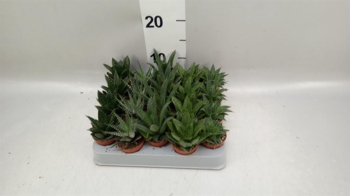 <h4>Aloe   ...mix</h4>
