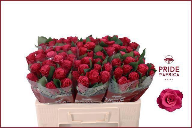 <h4>R GR TACAZZI+</h4>