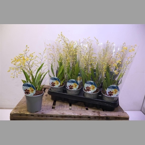 Oncidium Ov
