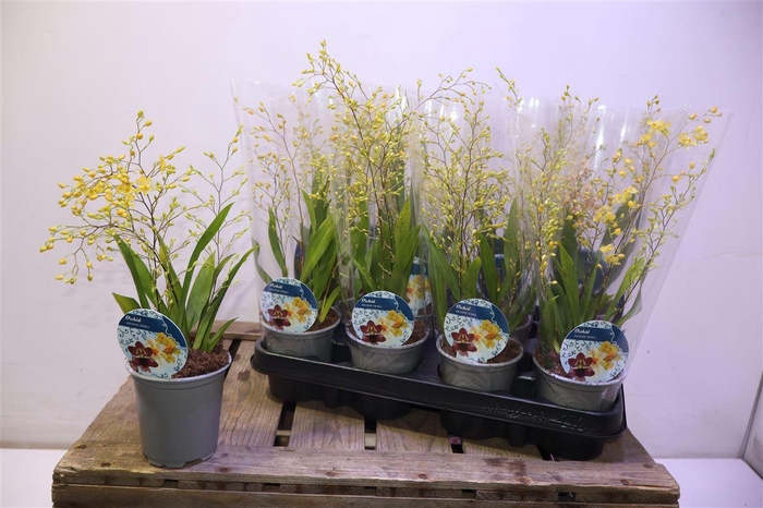 <h4>Oncidium Ov</h4>