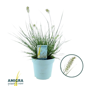 Pennisetum alop. 'Little Honey'