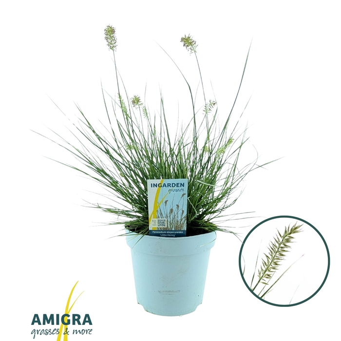 <h4>Pennisetum alop. 'Little Honey'</h4>
