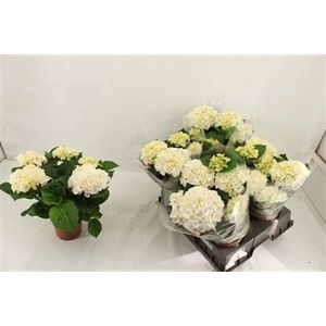 HYDR WHITE ICE P14