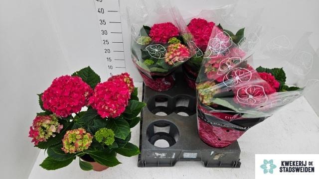 <h4>HYDR M GRUMPY</h4>