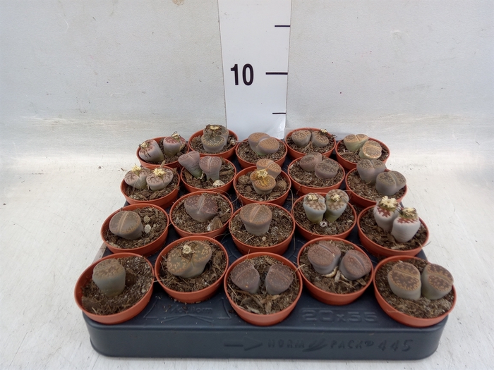 <h4>Lithops spp.</h4>