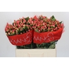 Hypericum Sweet Romance