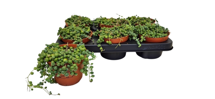 <h4>SENEC ROWLEYANUS</h4>