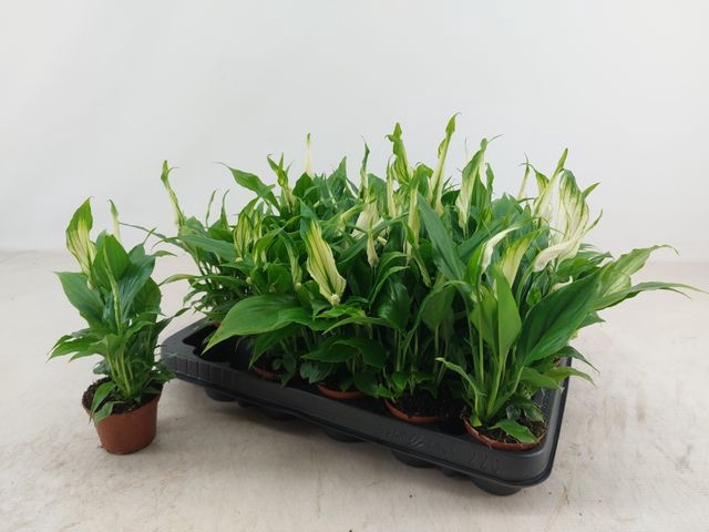 Spathiphyllum Chopin 6,5Ø 25cm 3fl