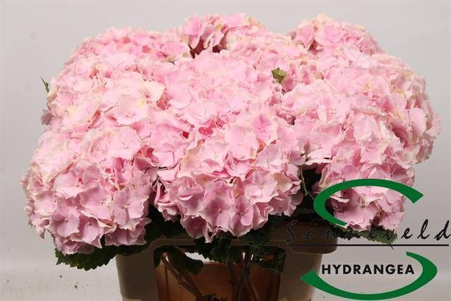 <h4>HYDR M CH VERENA</h4>
