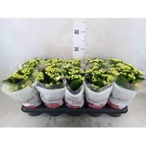 Kalanchoe blos. 'RosDon Dione'