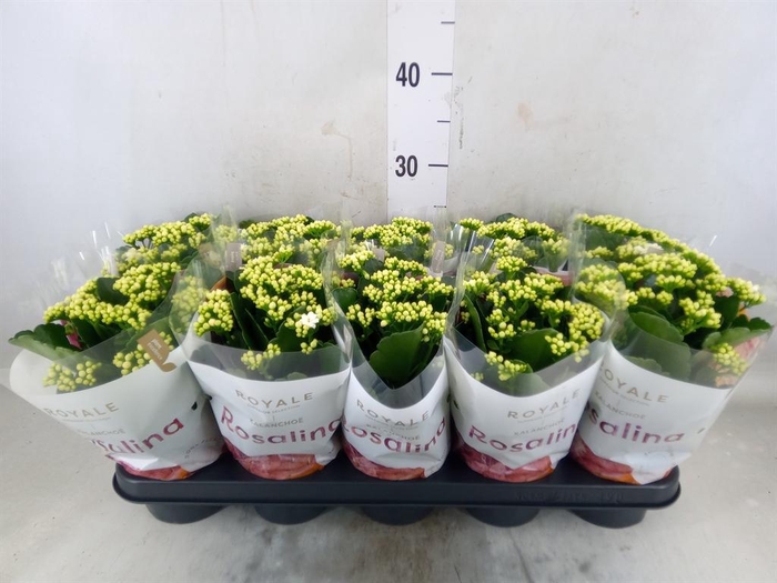 <h4>Kalanchoe blos. 'RosDon Dione'</h4>