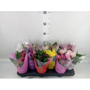 Zantedeschia   ...mix