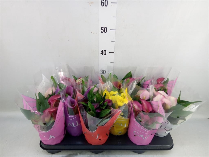 <h4>Zantedeschia   ...mix</h4>