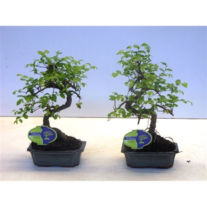 Zelkova parvifolia, 15cm., shape, without driptray