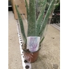Aloë vera 10,5 cm in hoes