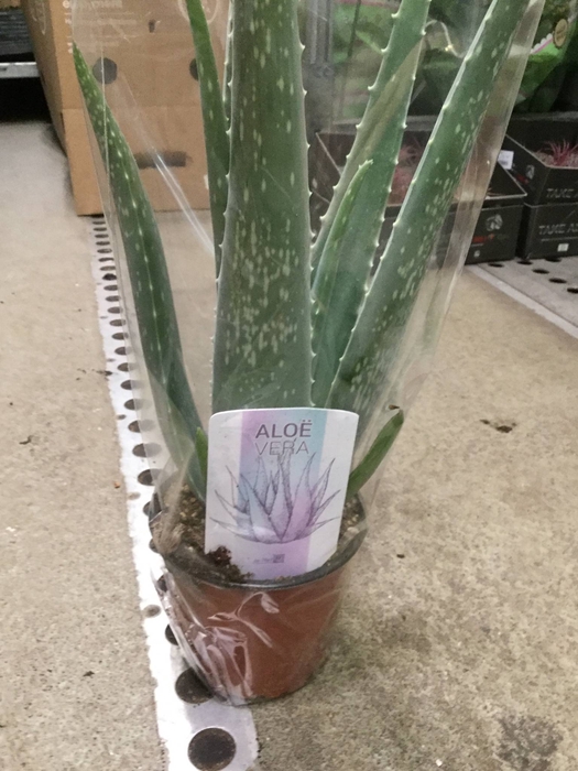 Aloë vera 10,5 cm in hoes