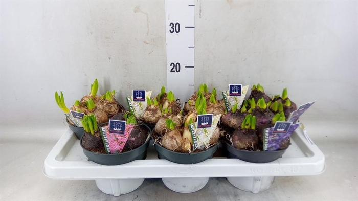 <h4>Hyacinthus orie. 'Multifl' ..mix 3</h4>