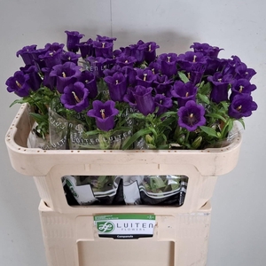 CAMP M CHAMPION BLUE