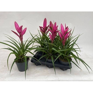 Tillandsia Amira 13Ø 40cm